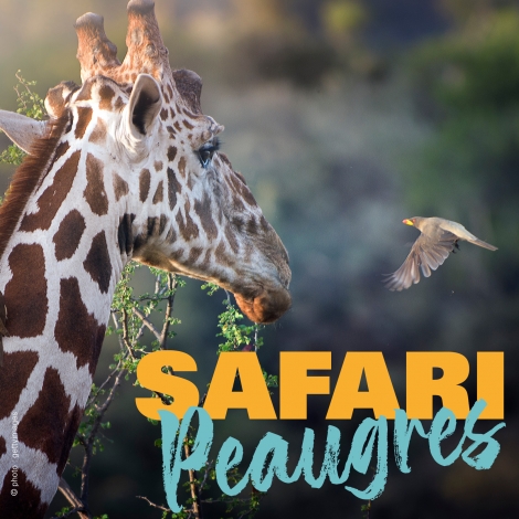 SORTIE SAFARI DE PEAUGRES