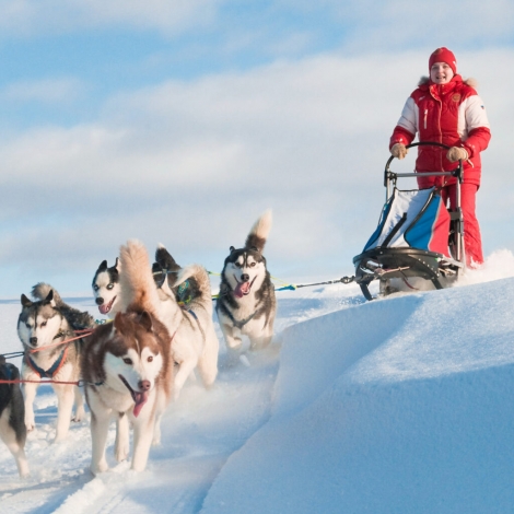 Balade chiens de traineau, raquettes, ferme pédagogique